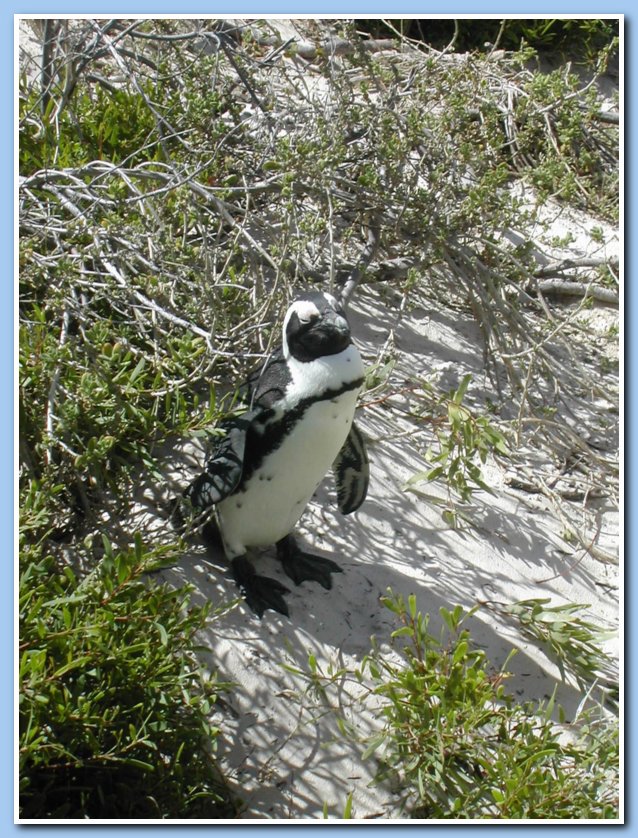 penguin sunbathing
